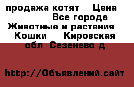 продажа котят  › Цена ­ 15 000 - Все города Животные и растения » Кошки   . Кировская обл.,Сезенево д.